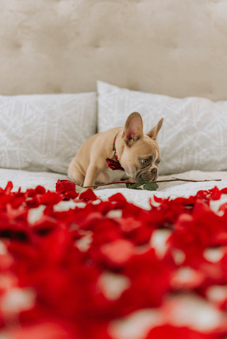 Love at Home: 5 Creative and Budget-Friendly Valentine's Day Ideas for Couples
